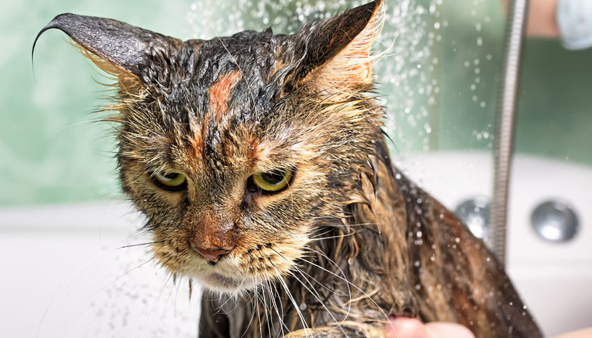 Mon chat a-t-il besoin d’un toiletteur ? Ce que tout propriétaire doit savoir.